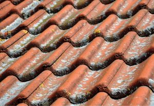How to prevent moss growth roof