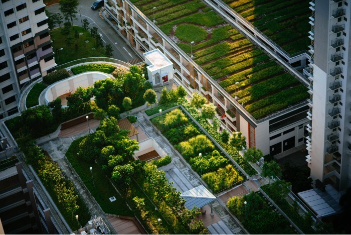 Intensive Green Roofs